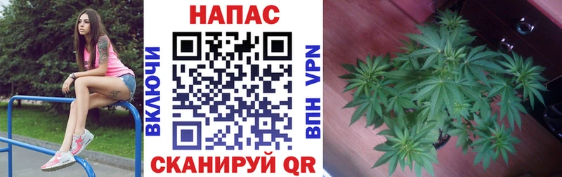 дарнет шоп  Терек  Бошки Шишки план 